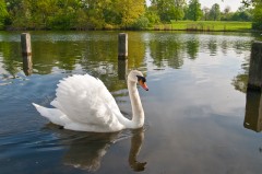 Swan at Hyde Park London-6373