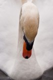 Swan at Hyde Park