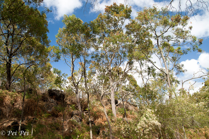 gum trees in a scoria landscape